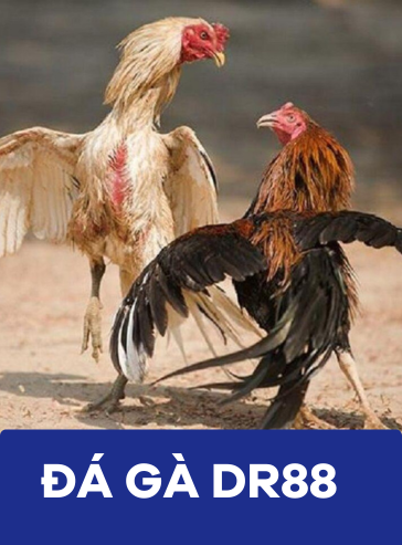 ĐÁ GÀ DR88